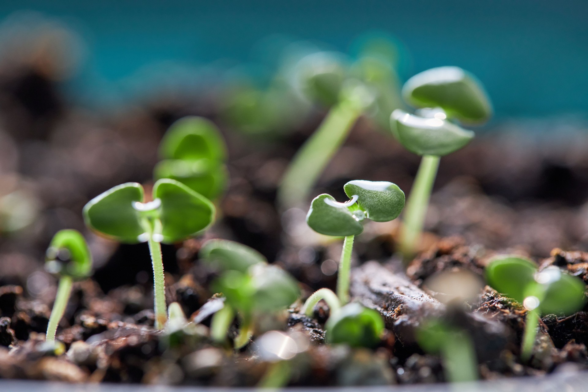 Fresh sprouts of radish grown from earth