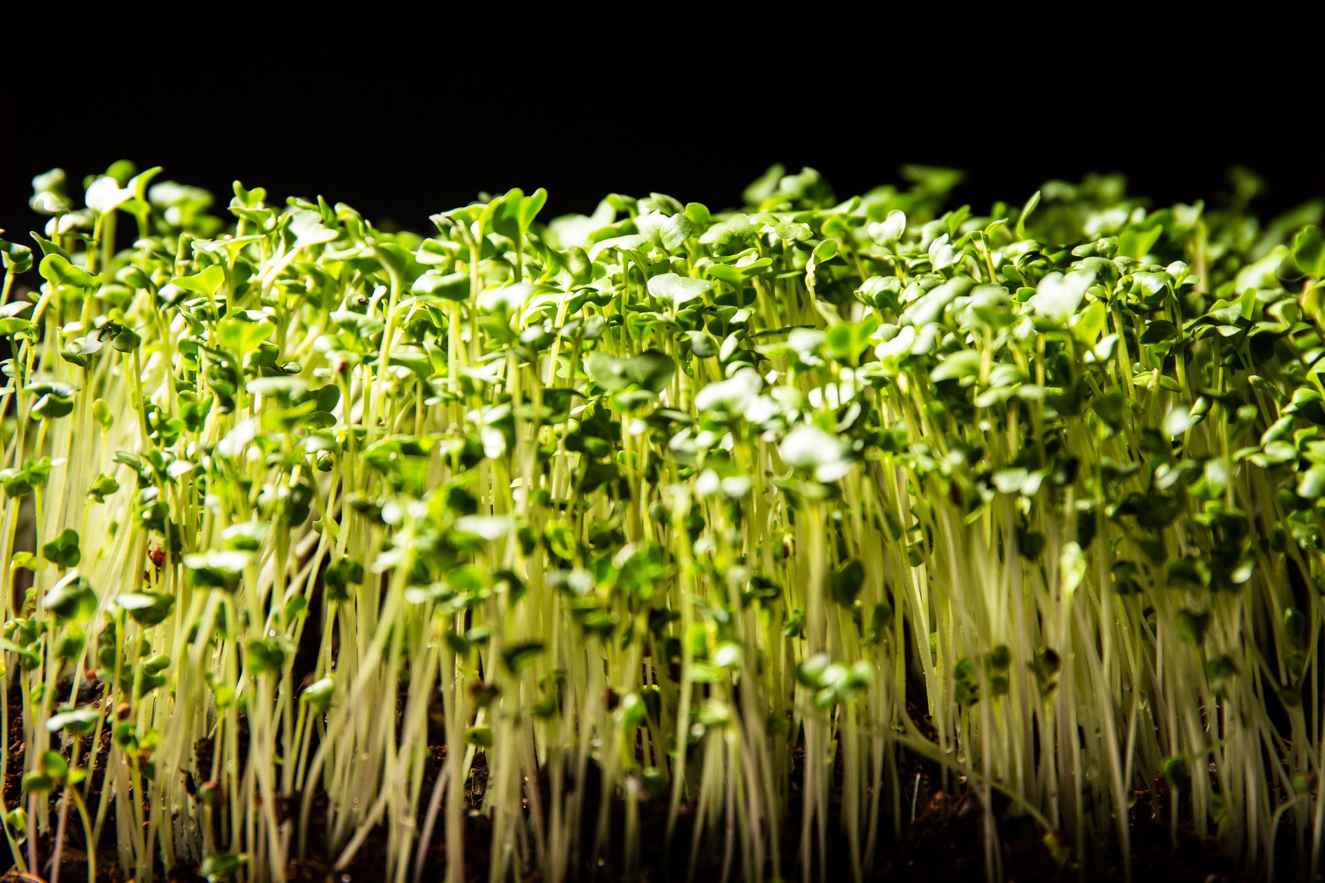 Microgreens - close up of broccoli sprouts