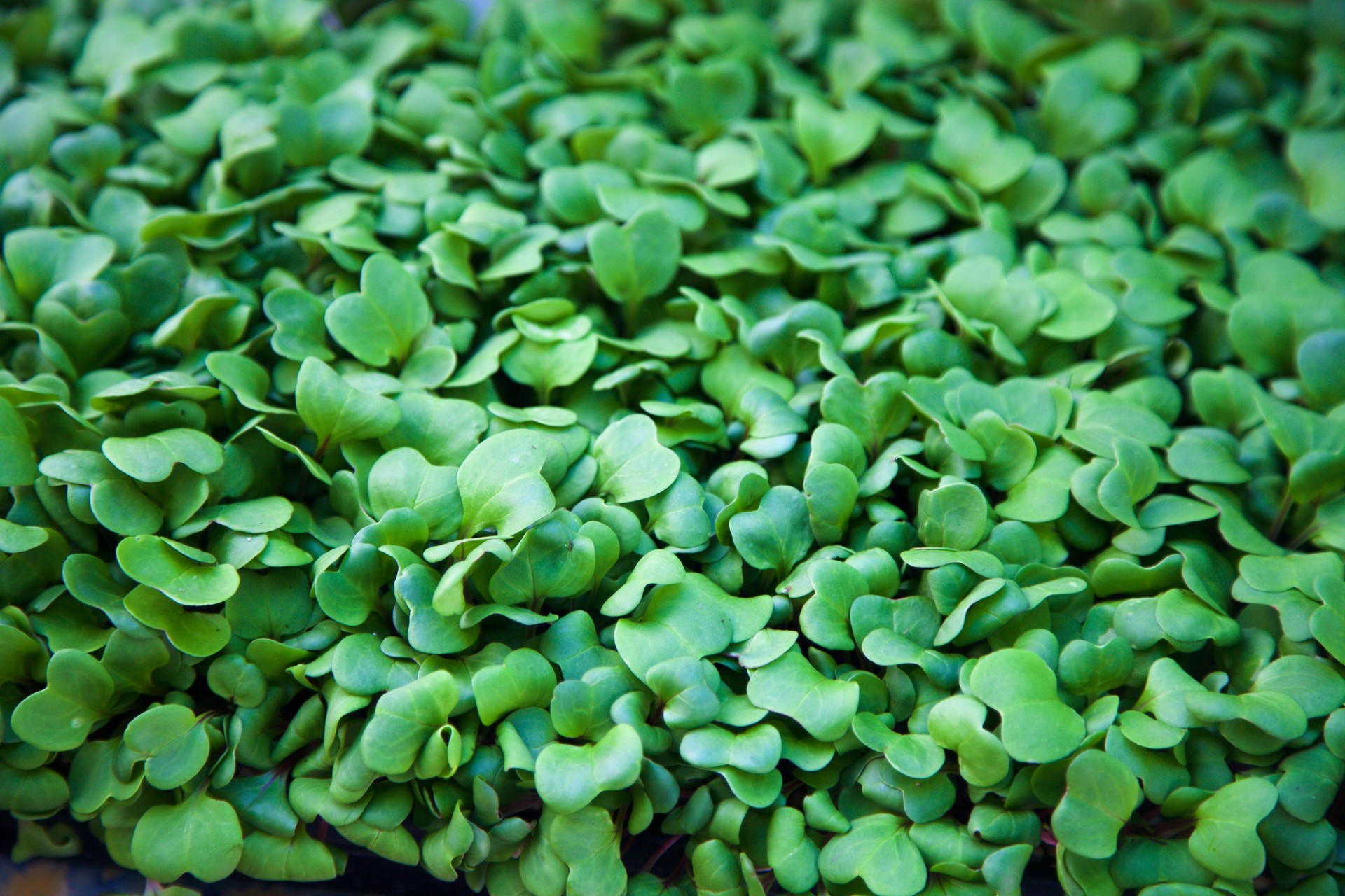 micro-greens at the farmer's market